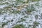 Lot of leaves pine sawfly snow