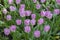 A lot of lilac lilac pink varietal garden flowers of tulips. Early spring flowers tulips bloom in the city garden