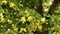 A lot of linden flowers. Linden flower close-up