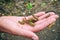 A lot of locusts on a man`s palm