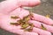 A lot of locusts on a man\'s palm