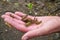 A lot of locusts on a man`s palm