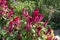 A lot of magenta colored flowers of Celosia argentea var. cristata in September