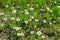 A lot of many beautiful daisies flowers on a green meadow in the spring. Camomile field