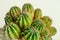 A lot of many cactus on a white background. the concept of depilation and hair removal