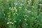 A lot of medicinal flowering daisies grows in the meadow. Natural floral background with selective focus