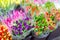 Lot of multicolored tulips bouquets. Flower market or store. Wholesale and retail flower shop. Florist service. Woman day