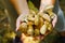 A lot of mustard mushrooms lying in your hands , close-up. inedible false white mushroom