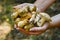 A lot of mustard mushrooms lying in your hands , close-up. inedible false white mushroom