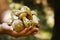 A lot of mustard mushrooms lying in your hands , close-up. inedible false white mushroom