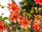 Lot orange flowers and buds aster with thin petals of orange color with yellow core in sunlight