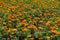 A lot of orange flowers of french marigolds