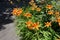 A lot of orange flowers of Hemerocallis fulva in June