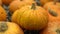 A lot of orange pumpkin closeup stand paning fair exhibition in autumn season 4K