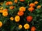 A lot of orange tagetes marigolds blooming in the garden