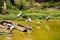 A lot of painted storks searching fish on water at zoo close view.