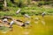 A lot of painted storks searching fish on water at zoo close view.