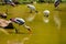 A lot of painted storks searching fish on water at zoo close view.