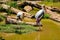 A lot of painted storks searching fish on water at zoo close view.