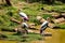 A lot of painted storks searching fish on water at zoo close view.