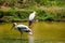 A lot of painted storks searching fish on water at zoo close view.