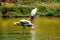 A lot of painted storks searching fish on water at zoo close view.