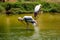 A lot of painted storks searching fish on water at zoo close view.