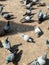 A lot of pigeon in Dwarka