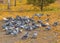 A lot of pigeons around scattered feed. Blurred focus