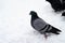 A lot of pigeons. Pigeons in a bunch and one at a time. Feeding the pigeons. Birds in the winter. Pigeon macro, red paw, pigeon