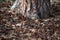 A lot of pine cones close-up