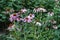 A lot of pink flowers of Echinacea purpurea in July