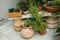 Lot of plants in a corner of a house in ceramic pots. Houseplants in a room corner interior