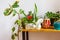 A lot of potted house plants on wooden desk. Home garden, interior design.