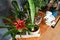 A lot of potted houseplants on wooden table.