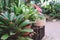 A lot of potted tropical flowering houseplants. Neoregelia plant. Bromeliaceae.