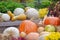 A lot of pumpkin vegetables of different varieties laid out on the lawn