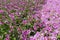 A lot of purple catharanthus roseus flowers in flowerbed