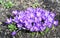 A lot of purple crocuses are blooming in spring. A large clump of purple crocuses, grown too densely