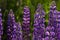 A lot of purple lupins bloom in the field. Glade of spring flowers. Beautiful background