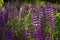 A lot of purple lupins bloom in the field. Glade of spring flowers. Beautiful background, backlighting