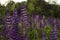 A lot of purple lupins bloom in the field. Glade of spring flowers. Beautiful background, backlighting