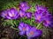 Lot of purple Ruby Giant Crocus on a sunny spring day.