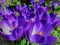 Lot of purple Ruby Giant Crocus on a sunny spring day. Nature concept