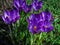 Lot of purple Ruby Giant Crocus on a sunny spring day. Nature concept