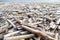 A lot of razor clams at beach in northern Holland