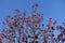 A lot of red berries on bare branches of whitebeam against blue sky