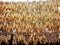 A lot of ripe dried corn cobs hanging on bamboo bar in the autumn sun