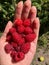 A lot of ripe juicy red raspberry berries clouse up in the palm