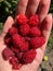 A lot of ripe juicy red raspberry berries clouse up in the palm